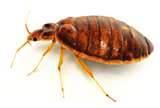 Heat Treatment For Bed Bugs pictures
