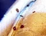 How To Protect Against Bed Bugs