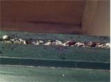 photos of Solution For Bed Bugs