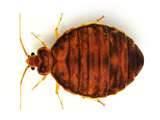 Where Do Bed Bugs Hide photos