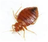 images of How To Protect Against Bed Bugs