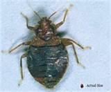 photos of Bed Bugs Size