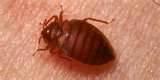 Exterminator For Bed Bugs images