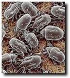 Removing Bed Bugs photos