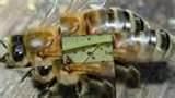 Exterminator For Bed Bugs pictures