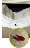pictures of Bed Bug Chemicals