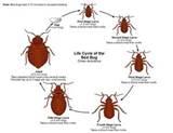 Bed Bugs Treatment At Home pictures