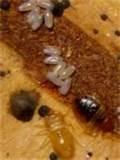 Pesticide For Bed Bugs pictures