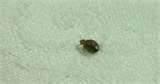 How To Remove Bed Bugs photos