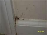 pictures of How To Test For Bed Bugs