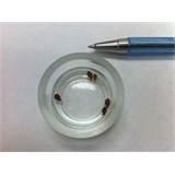 pictures of Bed Bugs Pesticide