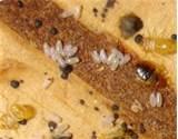 How To Destroy Bed Bugs