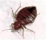 photos of How To Eradicate Bed Bugs