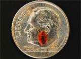 Bed Bugs Size pictures