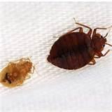 pictures of Avoiding Bed Bugs