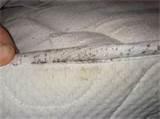 pictures of How Get Rid Of Bed Bugs