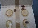 How To Test For Bed Bugs images