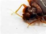 Where Do Bed Bugs Hide