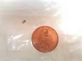Bed Bugs Size images