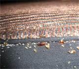 Bed Bug Extermination photos
