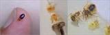 How To Destroy Bed Bugs pictures