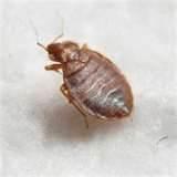Signs Of Bed Bugs images