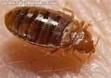 Where Do Bed Bugs Hide pictures
