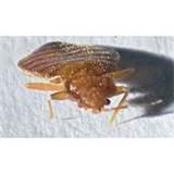 Bed Bugs Treatment At Home pictures