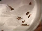 Bed Bugs Treatment At Home photos