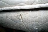 images of On The Avenue Hotel Bed Bugs