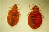Eliminating Bed Bugs images