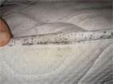 Finding Bed Bugs pictures