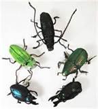 photos of Eliminating Bed Bugs