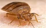 photos of Ddt Bed Bugs