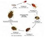 Finding Bed Bugs pictures