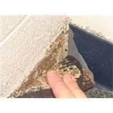 How To Eliminate Bed Bugs images