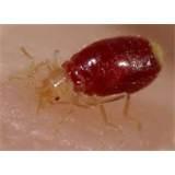 images of Ddt Bed Bugs