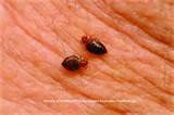 images of Eliminating Bed Bugs