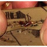 photos of Eliminating Bed Bugs