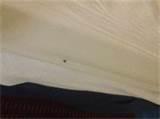 Dunes Village Resort Bed Bugs photos