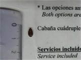pictures of How To Eliminate Bed Bugs