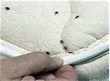 photos of Finding Bed Bugs
