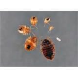 Finding Bed Bugs images