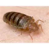 photos of Finding Bed Bugs