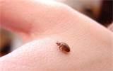 Eliminating Bed Bugs photos