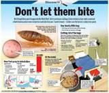 Eliminating Bed Bugs photos