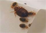 Bed Bugs Winnipeg Images