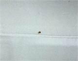 Pictures of Bed Bug Report