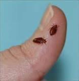 Bed Bugs Photos Images