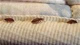 Pictures of Bed Bugs Winnipeg